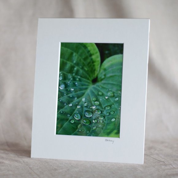 "Hosta Leaf" 5x7 Photography Print - Picture 1 of 3